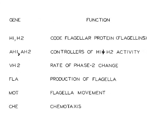 Plasmid Gene Map